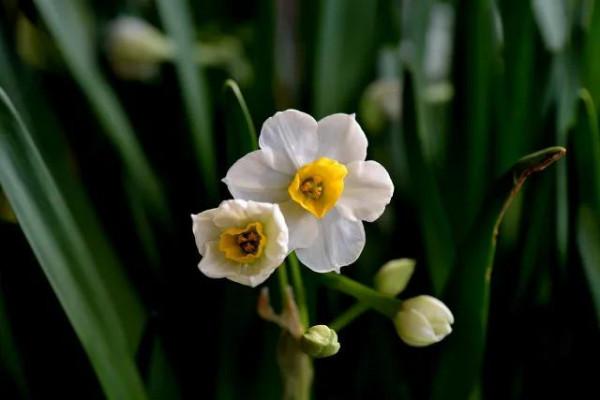 水仙花 大全 請欣賞 美極了