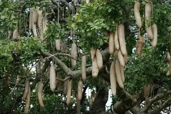 奇花異果有限公司年會（近百位奇花異果參加了本次年會）