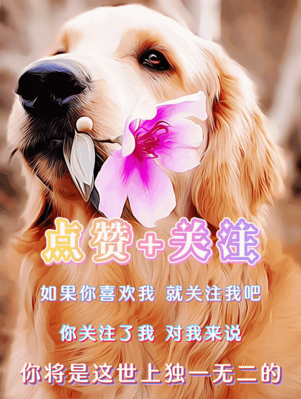 領養雪納瑞，第一次體驗“狗記仇”，如今比從小養的還親人