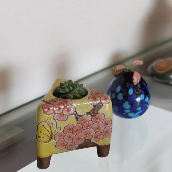 曬曬家裡的小綠植