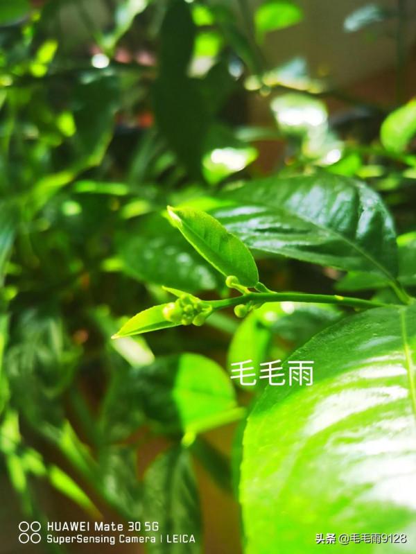 檸檬果長勢喜人