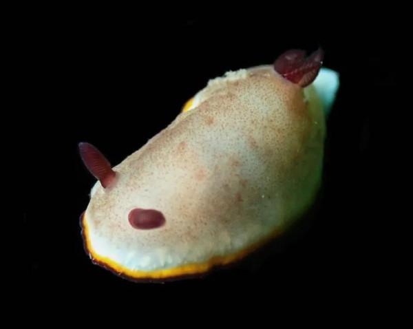 可愛呆萌的海兔，美出天際的海兔——海兔大全