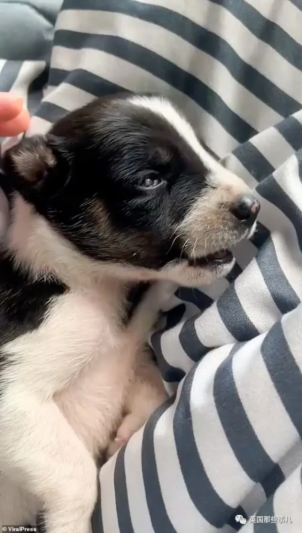 小奶狗被野猴&quot;綁架&quot;，在樹上餓了整整3天終於得救