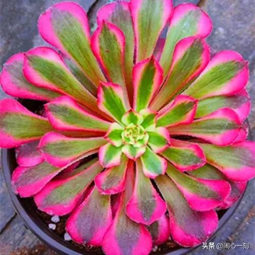 分享——不一樣的多肉