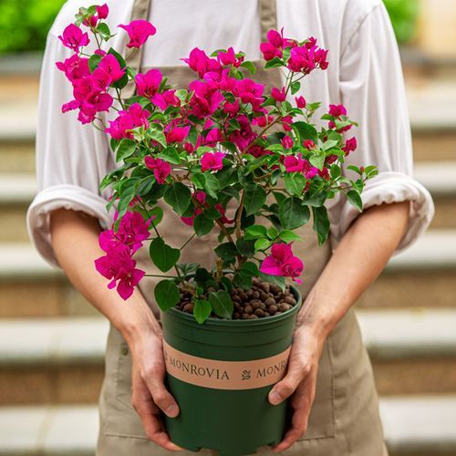 三角梅不開花的三個罪魁禍首，學會方法，花開爆盆