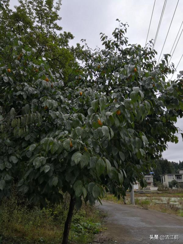 聯菊啶蟲脒對哪些害蟲效果好?吃透弄懂";3個點";,除蟲效果更理想 聯菊啶蟲脒對哪些害蟲效果好?吃透弄懂";3個點";,除蟲效果更理想