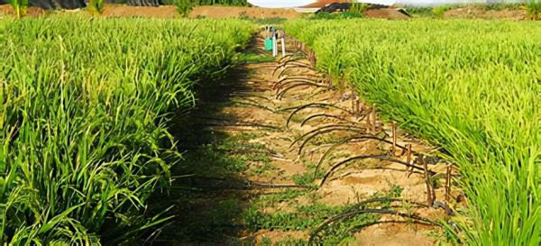 以色列的水稻非淹水滴灌栽培技術，產量提高1.5倍
