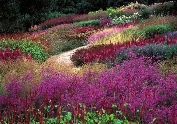 秋日應該就是賞草的季節