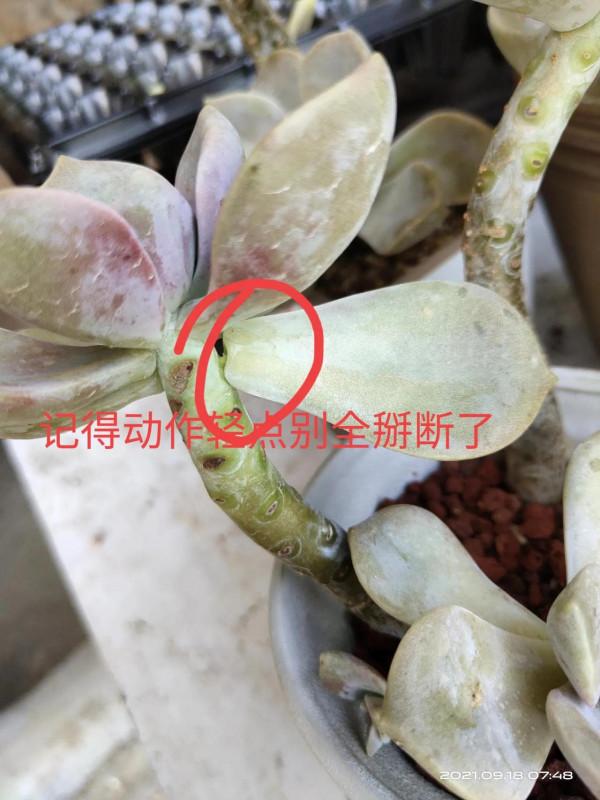 一個簡單的操作動作，肉肉爆側芽啦