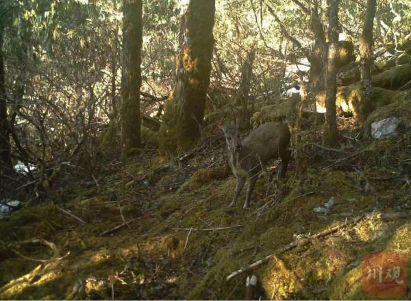 栗子坪國家級自然保護區拍到多種珍稀野生動物