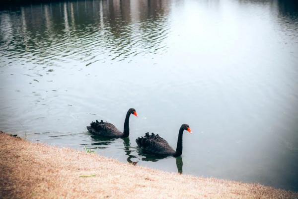 松江這片梅花園，開得太美了