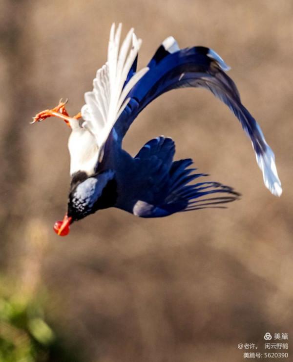 不為雞犬是戰狼，但看紅嘴藍鴉鵲