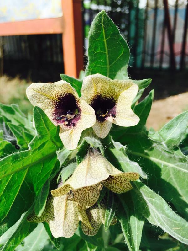 越漂亮的花越“有毒”！快來認識這12種大毒花，漲“知識”不吃虧