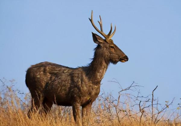 四川色達發現“四不像”，曾是姜子牙坐騎，如今是重點保護動物