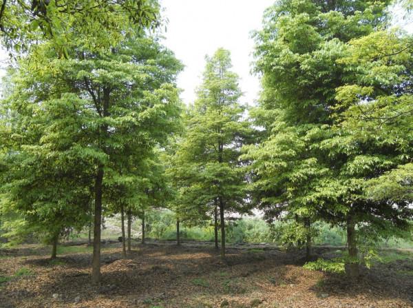 乾隆修繕明十三陵，真盜取了金絲楠木嗎？