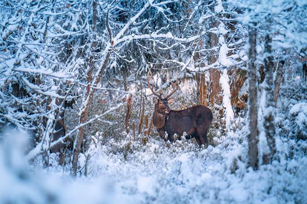 2022年元旦，二郎山喇叭河旅遊景區恢復開園迎客