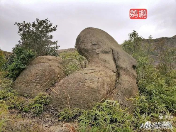 大羅山有處“二師兄”奇石，惟妙惟肖，你可找到過？