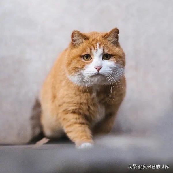 讓世遺活起來，關於&OpenCurlyDoubleQuote;北京故宮&rdquo;的10個冷知識，你知道幾個？