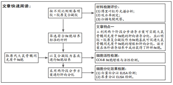 明膠-膠原複合凝膠聯合誘導因子調控大鼠骨髓間充質幹細胞的肝向分化
