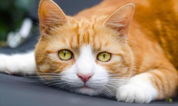 身價高的品種貓就一定值得養?咱們的田園貓也很棒好嗎? 身價高的品種貓就一定值得養?咱們的田園貓也很棒好嗎?