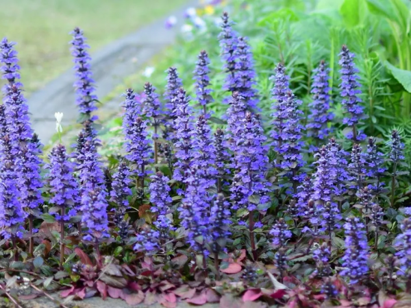 7種最好用的地被植物：豐富花境花園色彩，控制雜草