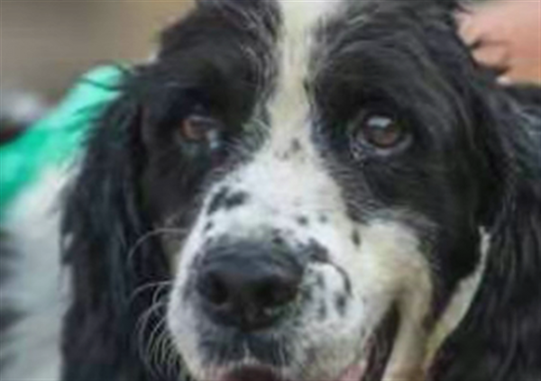 昨天，一條狗死了，但是很多人卻哭了，它已經不是狗而是戰友