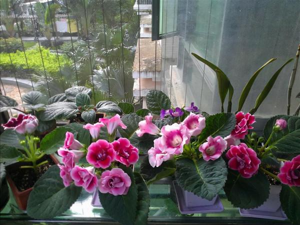 10種“喜陰花”，好養又漂亮，光線不好養一盆，北陽臺也能美美噠