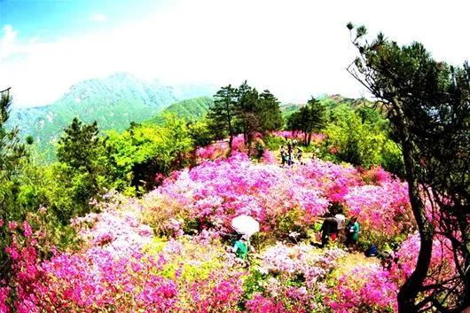 英山天馬寨杜鵑花海