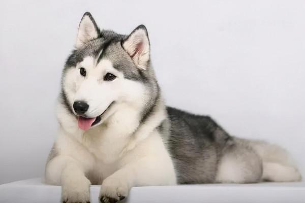 12個星座和相應的狗品種——哪一隻是你的菜？您最喜歡哪一種呢