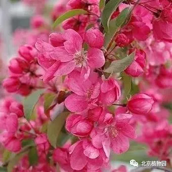 春華秋實,賞海棠紅果正當時~ 春華秋實,賞海棠紅果正當時~