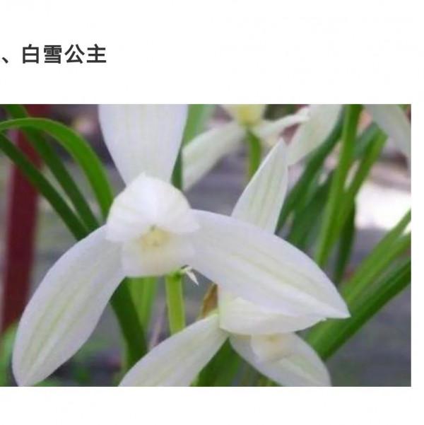 為什麼很多人養花養不活