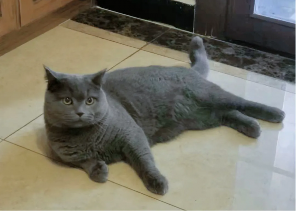 如何用管理諮詢的思維養寵物? 如何用管理諮詢的思維養寵物?