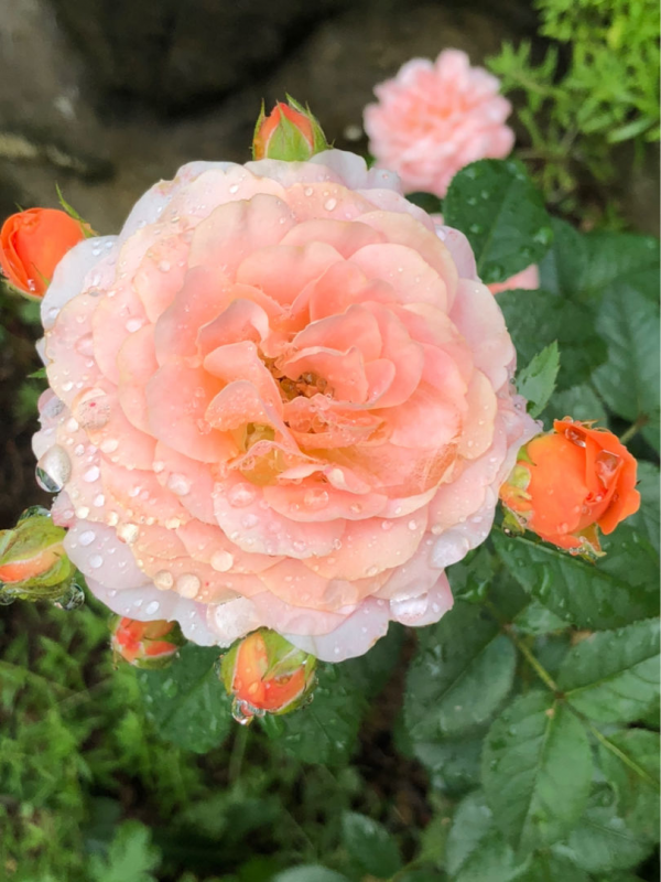 初春養花，選4種開花多的，陽臺變花海