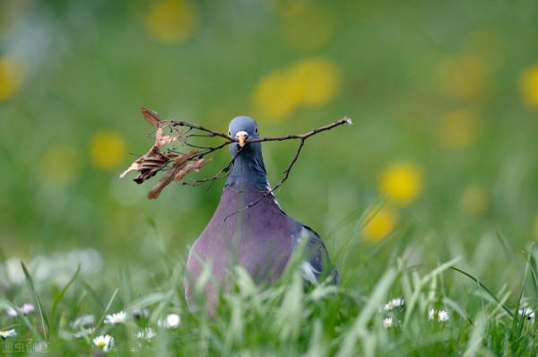 ​快速鑑別信鴿公母小指南