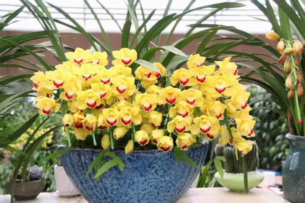 9月份以後,在對花卉進行水肥管理時,要注意它的狀態,別大意 9月份以後,在對花卉進行水肥管理時,要注意它的狀態,別大意