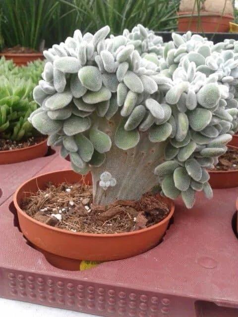 多肉走一波,見證奇妙大自然 多肉走一波,見證奇妙大自然