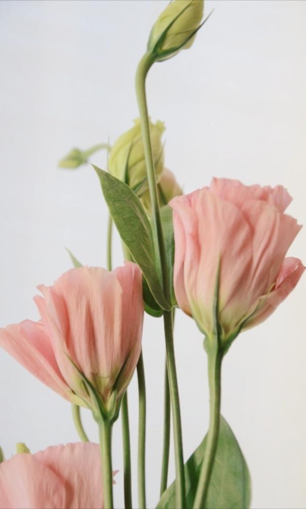 4種極具“高階感”的花，造型優雅上檔次，養在客廳特別有面子