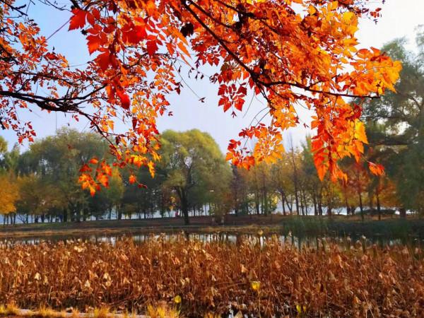 北京玉淵潭公園：如詩如畫的秋日美景