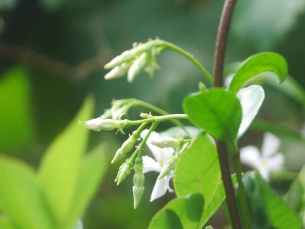 家裡養花比不上花市?做好這5點,花朵又靚又美 家裡養花比不上花市?做好這5點,花朵又靚又美