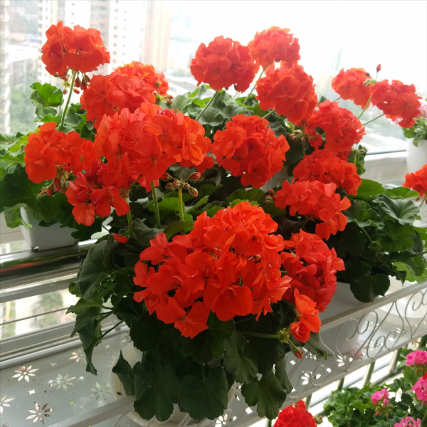 &OpenCurlyDoubleQuote;養不死&rdquo;的7種花，不用管也爆盆，輕鬆養成&OpenCurlyDoubleQuote;老花樹&rdquo;，