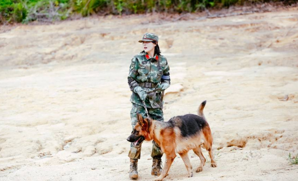為了完美電影效果，退役軍犬叼著炸藥包狂奔，被導演炸得粉身碎骨