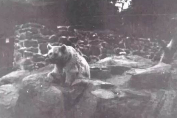 除了警犬，你知道棕熊和貓，也曾是戰場上的一員嗎？