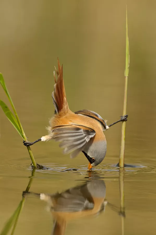 成年人玩得這麼野，小心把命都玩丟了