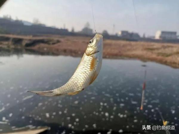 過了立冬去釣魚，大鯽魚都藏在這4個地方
