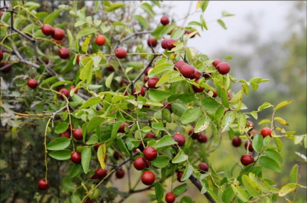 維C水果,前十名,看完記得收藏 維C水果,前十名,看完記得收藏