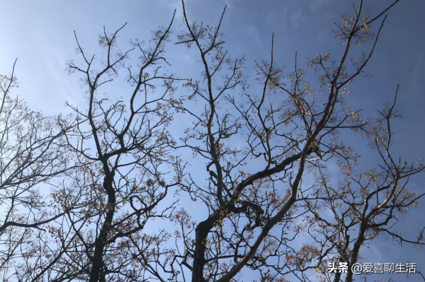 今日水離日，俗語說：&quot;離日食一寶，開春猛如豹&quot;，知道是什麼寶嗎