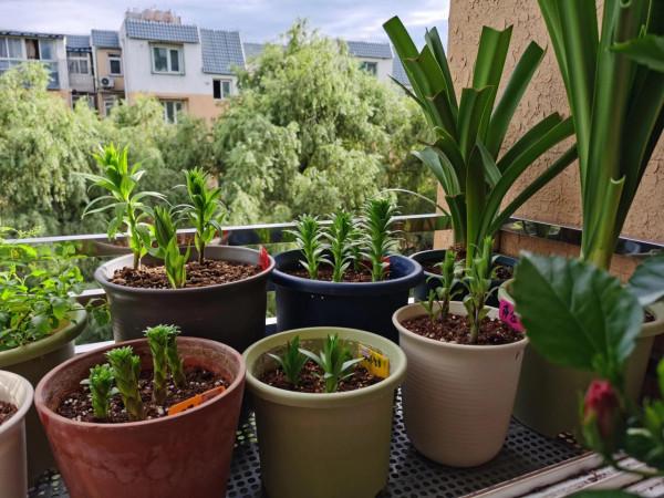 我的朱頂紅(二) 我的朱頂紅(二)