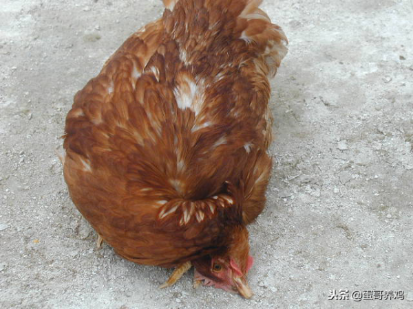 雞群伸脖、張嘴、喘氣,咋回事?搞懂這4點,養雞人輕鬆應對 雞群伸脖、張嘴、喘氣,咋回事?搞懂這4點,養雞人輕鬆應對