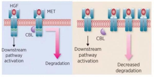 MET靶向藥已經在中國獲批，如何辨別檢測報告中的MET 14號外顯子跳躍突變？