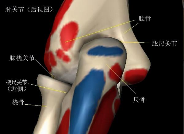 肘、腕損傷的糾正性訓練策略